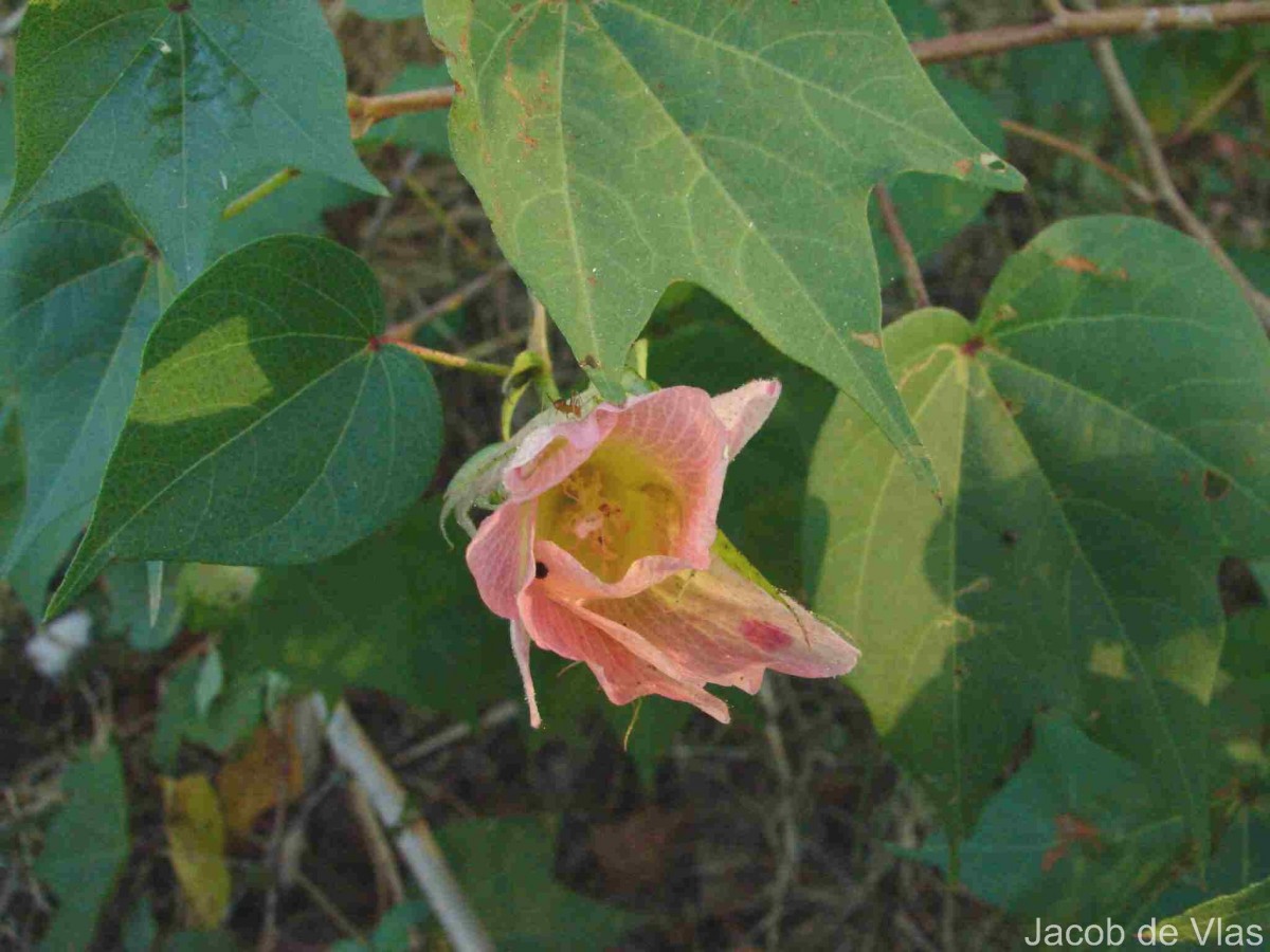 Gossypium hirsutum L.